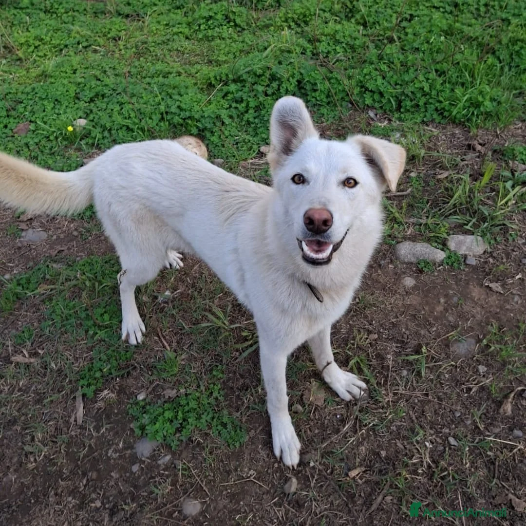 Meticcio cani in regalo: LUNA 🩷 -cucciola, simbolo di speranza e rinascita - Annuncio 3