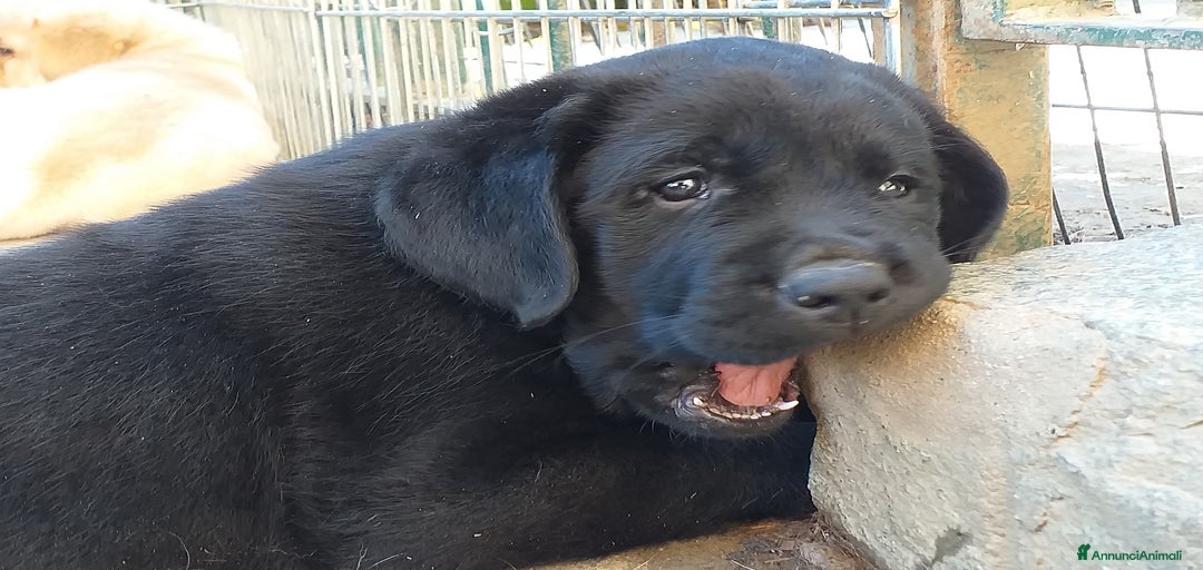 Immagine della galleria {{count}}