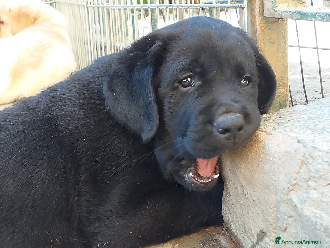 Immagine della galleria {{count}}