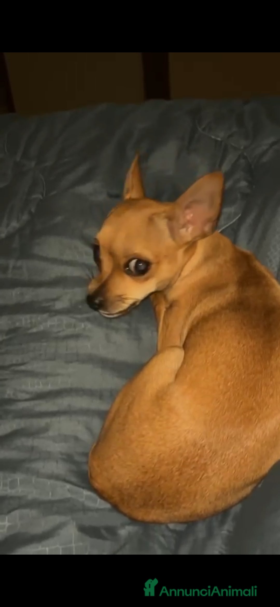 Chihuahua cani in vendita: Chihuahua cucciolini  bellissimi - Annuncio 3