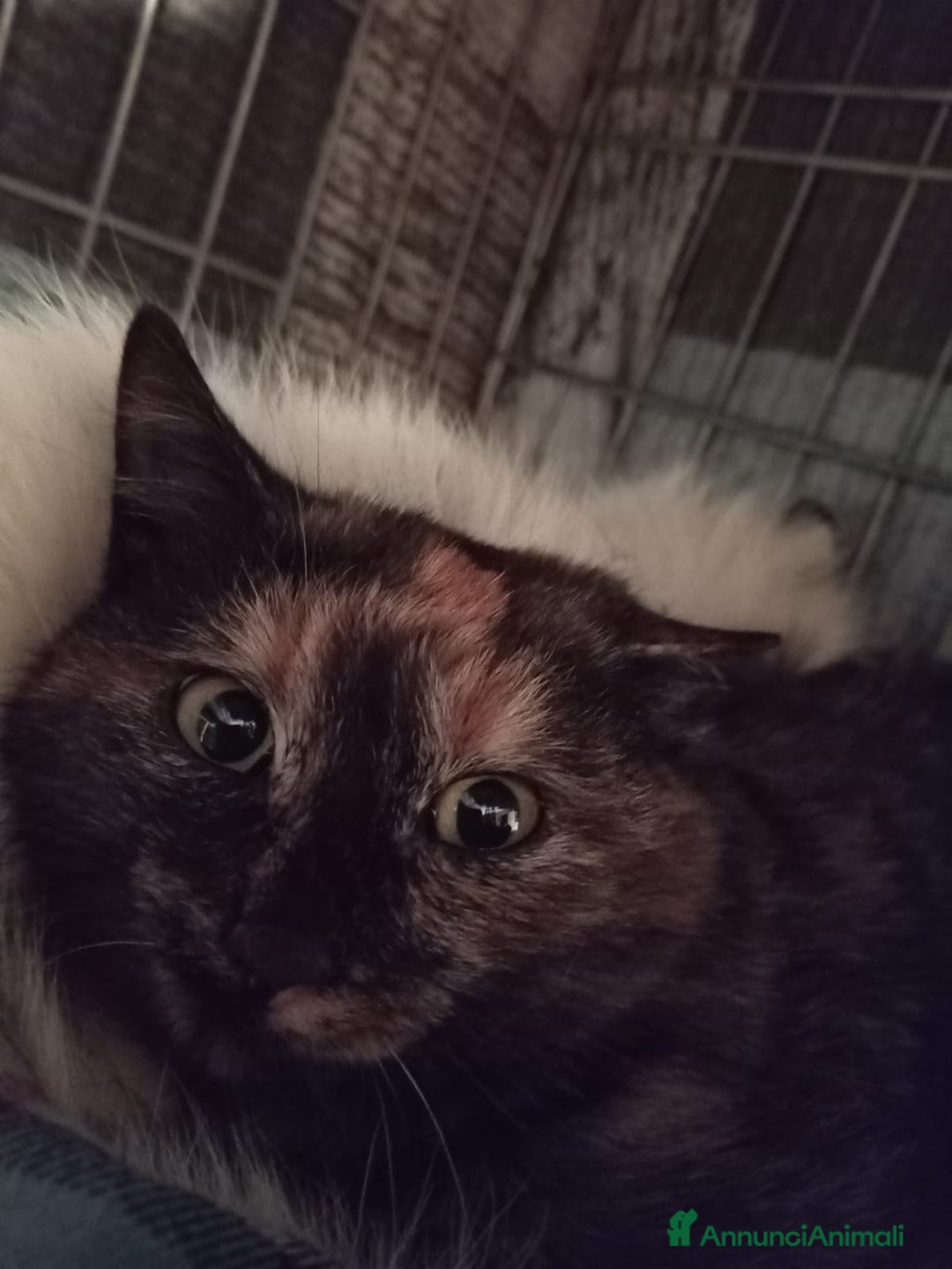 Europeo gatti in regalo: gatta 3 mesi cerca casa❤️ - Annuncio 3