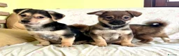 Meticcio cani in regalo: Cuccioli taglia piccola 3 mesi - Annuncio 6