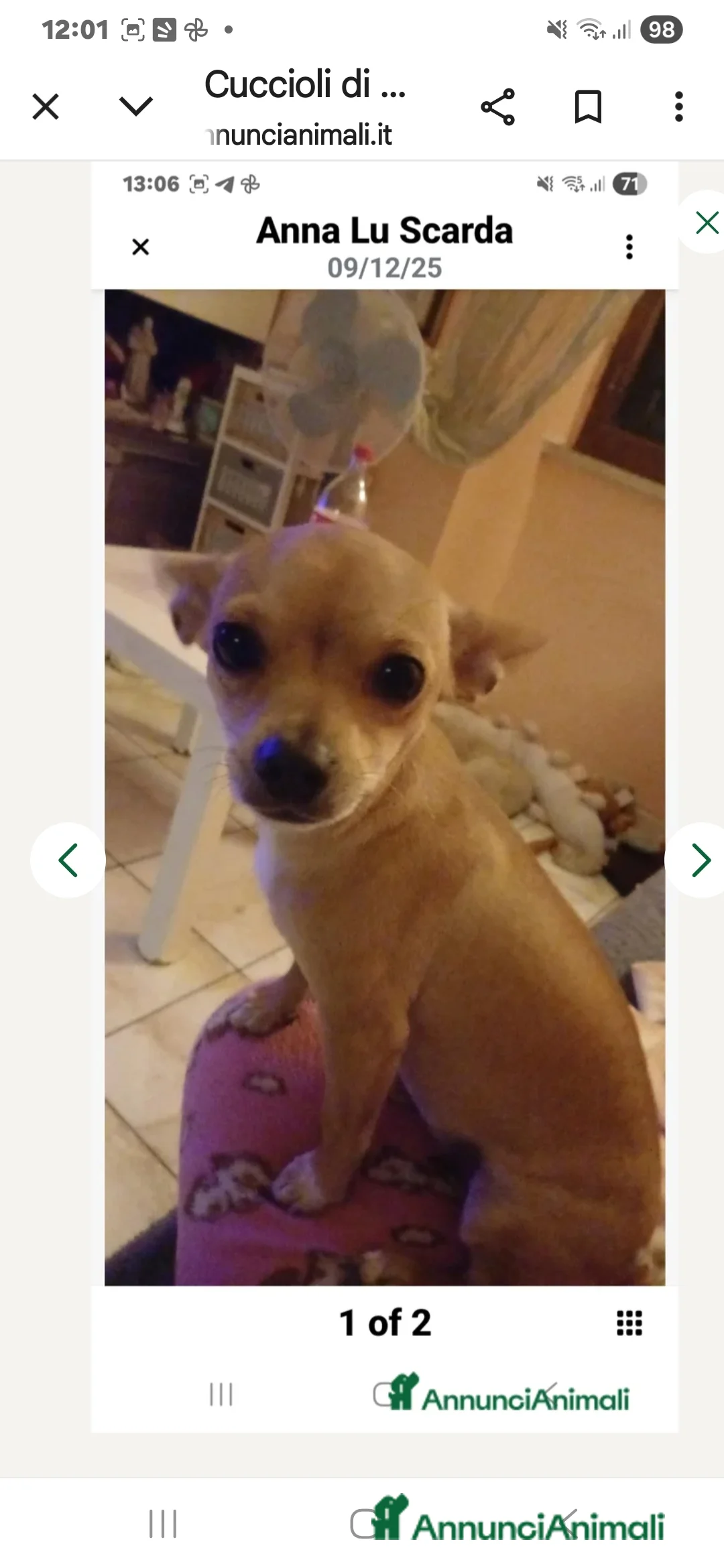 Chihuahua cani in vendita: Cuccioli di chihuahua - Annuncio 13