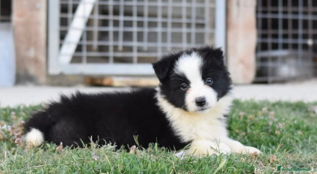 Border Collie cani in vendita: Border collie a Provincia di Campobasso - Immagine 1