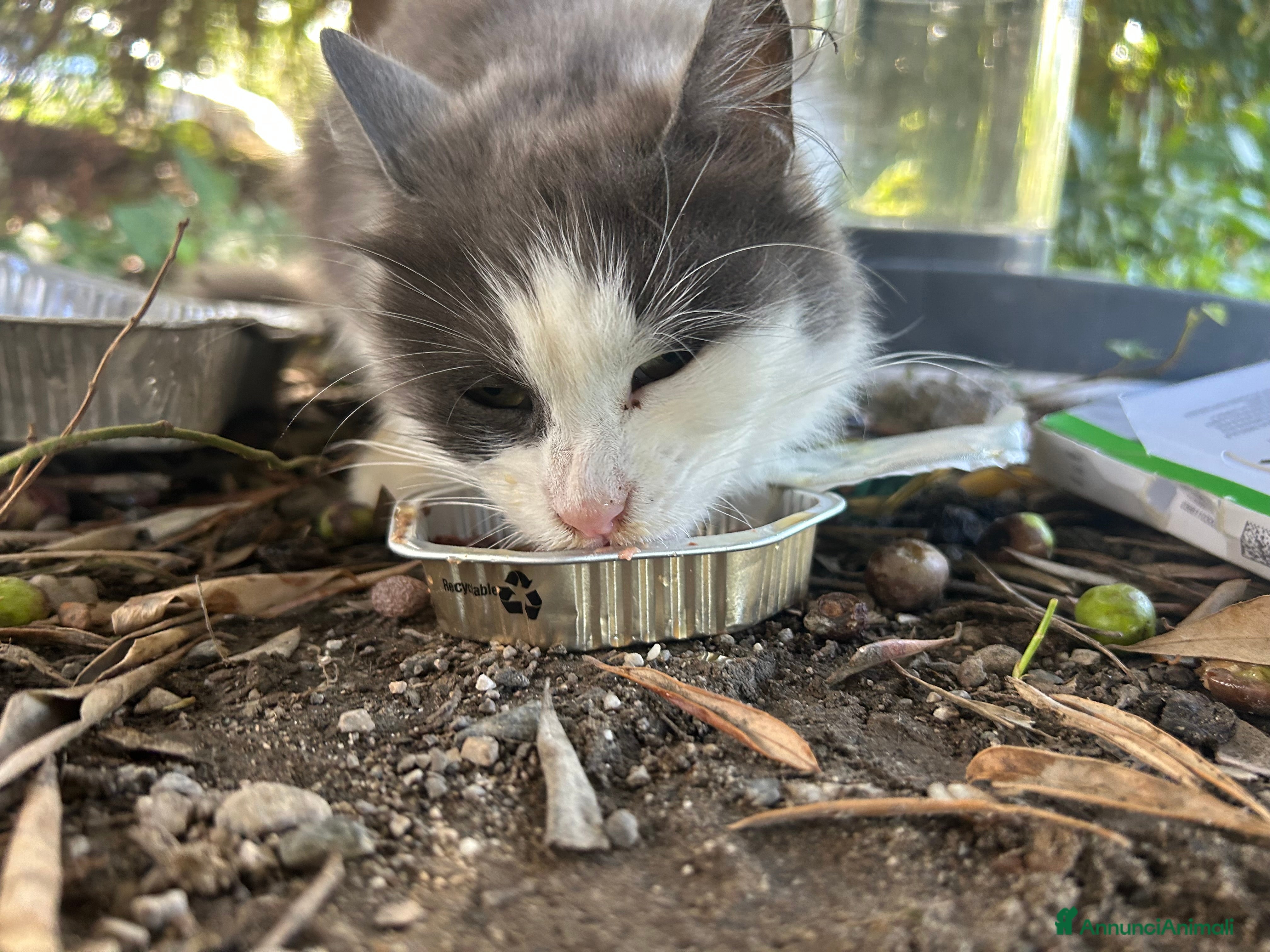 Europeo gatti Duchessa cerca casa - Annuncio 2