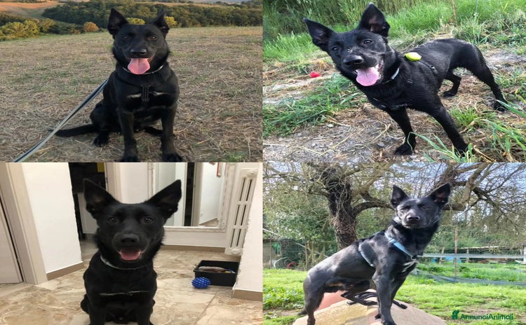Cane delle Alpi Apuane cani a Provincia di Massa e Carrara - Annuncio 2