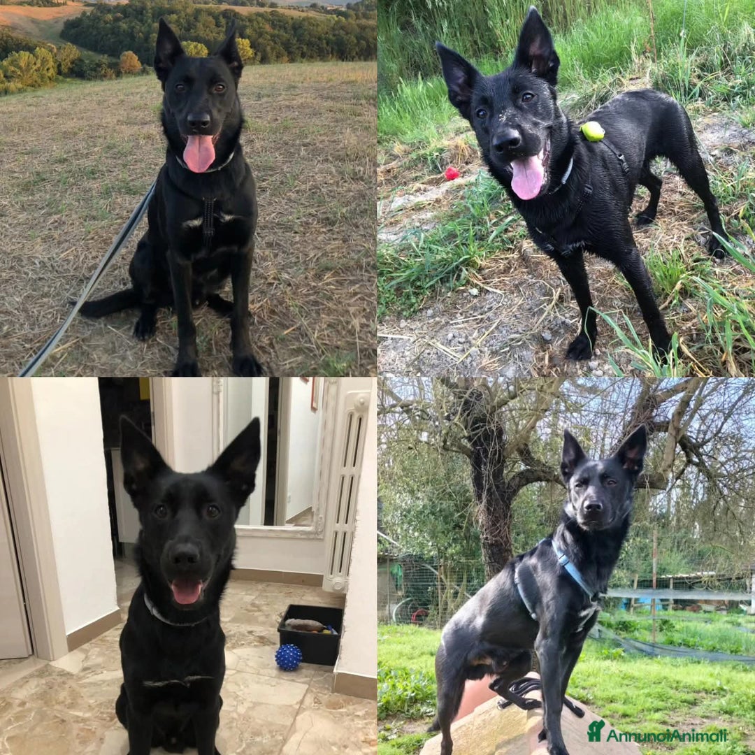Cane delle Alpi Apuane cani in regalo: CANE DELLE ALPI APUANE  a Provincia di Massa e Carrara - Immagine 1