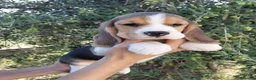 Beagle cani in vendita: Cuccioli Beagle - Annuncio 2