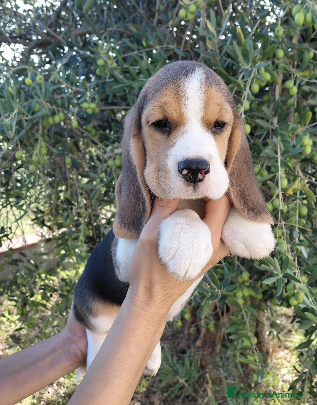 Beagle cani in vendita: Cuccioli Beagle - Annuncio 2