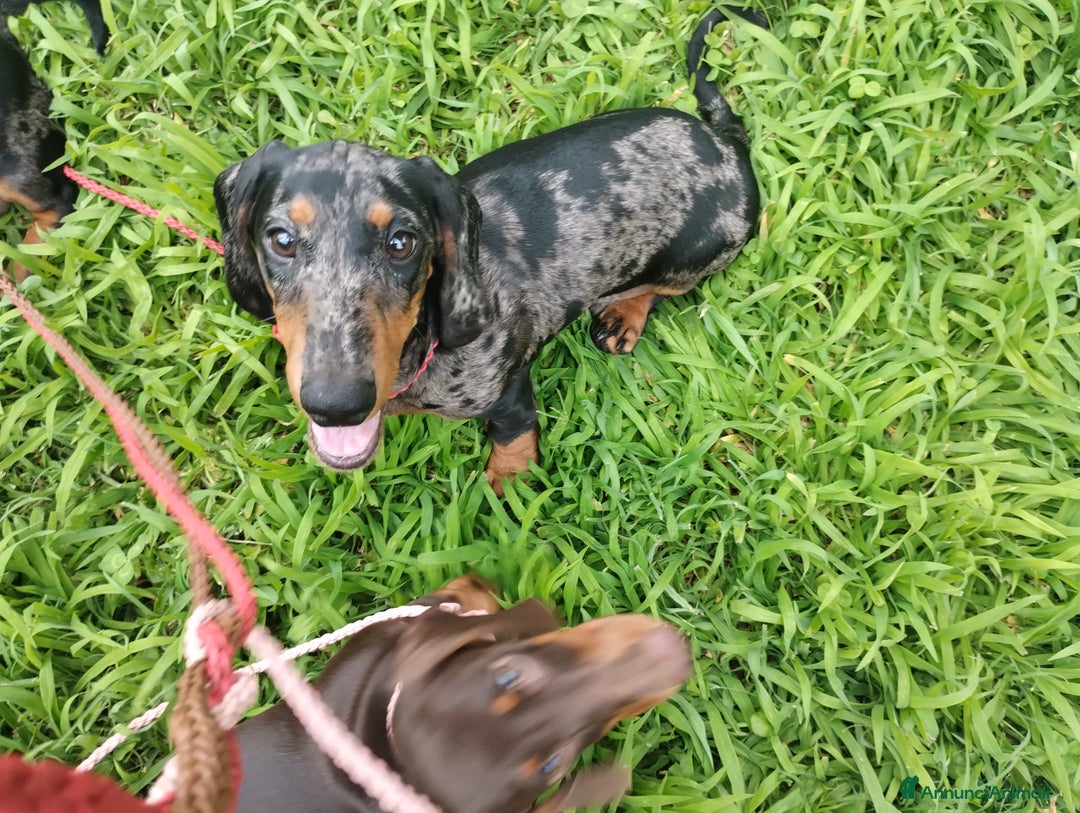 Bassotto cani in vendita: Bassotto tedesco nano pelo corto a Città metropolitana di Roma Capitale - Immagine 6