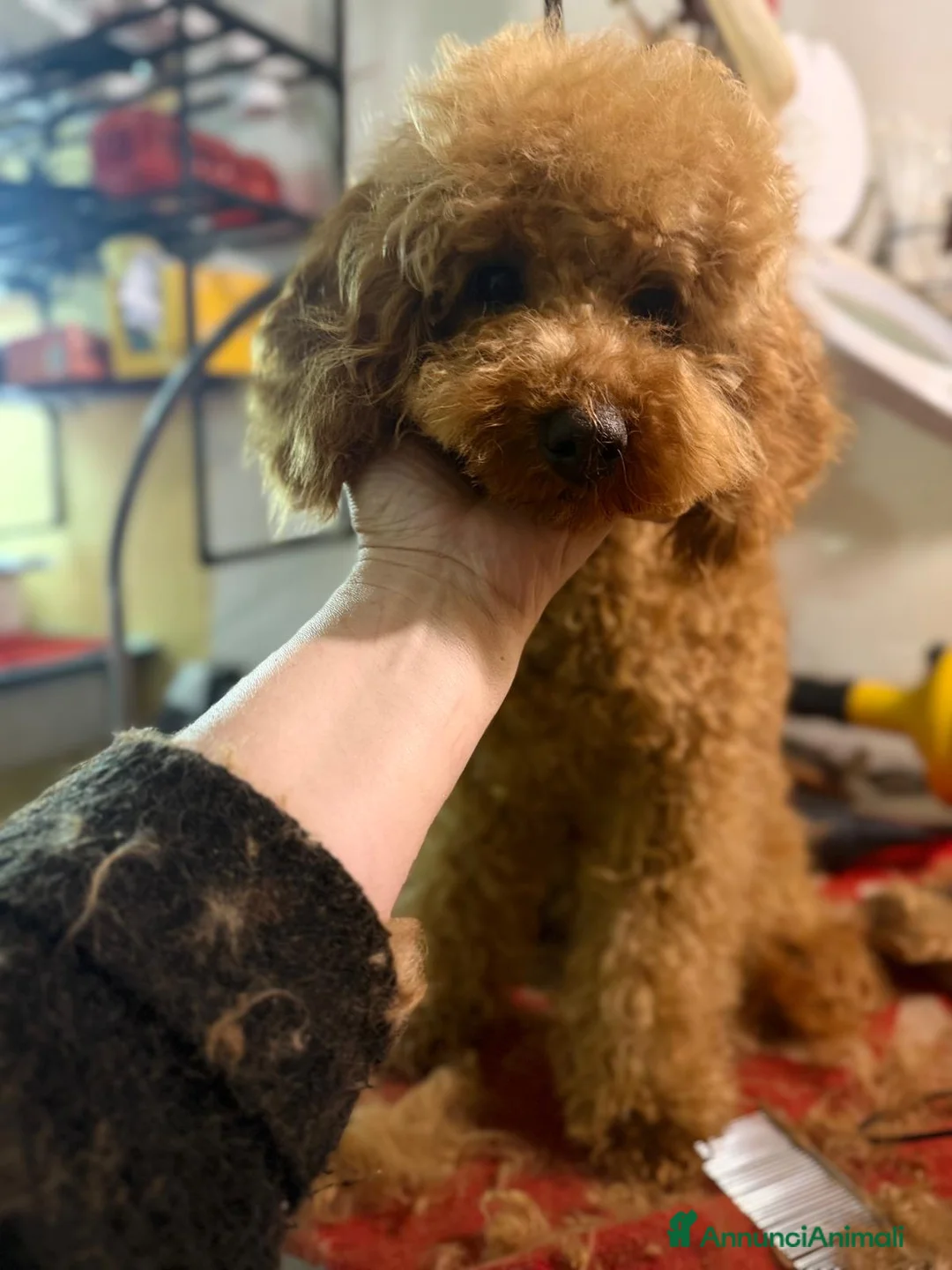 Barbone cani in vendita: Barbone Medio albicocca - Annuncio 2