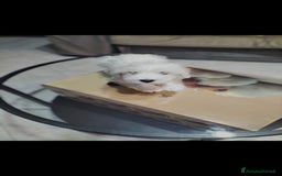 Maltese cani in vendita: Maltese  - Immagine 1