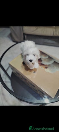 Maltese cani - Annuncio 5