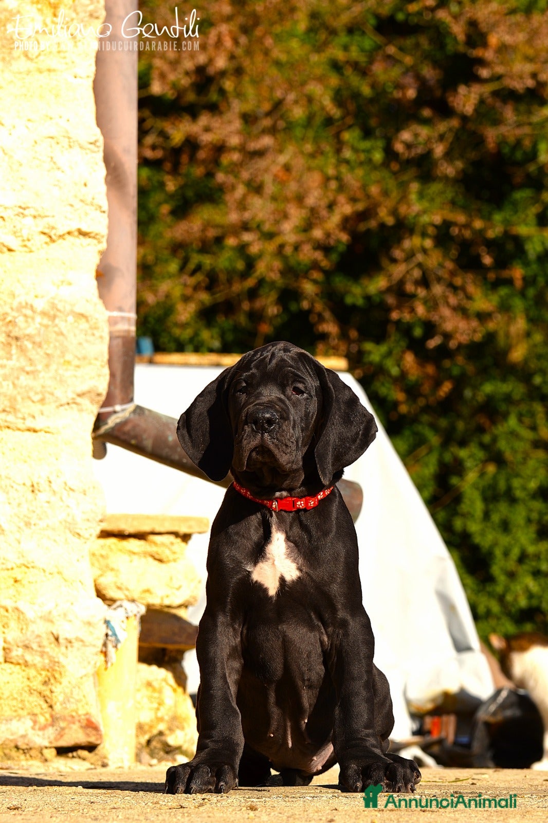 Alano cani Alano femmina nera - Annuncio 2