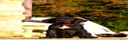 Alano cani in vendita: Alano femmina nera - Annuncio 2