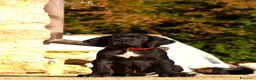 Alano cani in vendita: Alano femmina nera - Annuncio 2