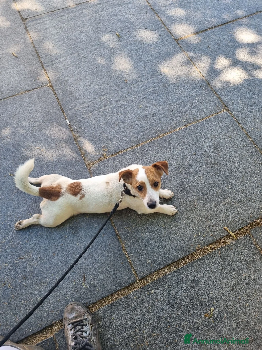 Jack Russell cani in vendita: Cucciola di Jack russel terrier zampa corta  - Annuncio 11