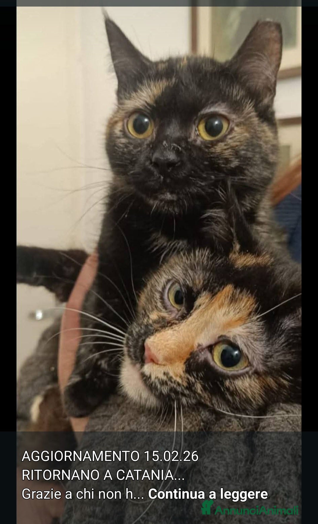 Europeo gatti Micie squamine 18mesi 1ANNO IN BAGNO!MILANO URGENT - Annuncio 29