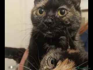 Europeo gatti Micie squamine 18mesi 1ANNO IN BAGNO!MILANO URGENT - Annuncio 29