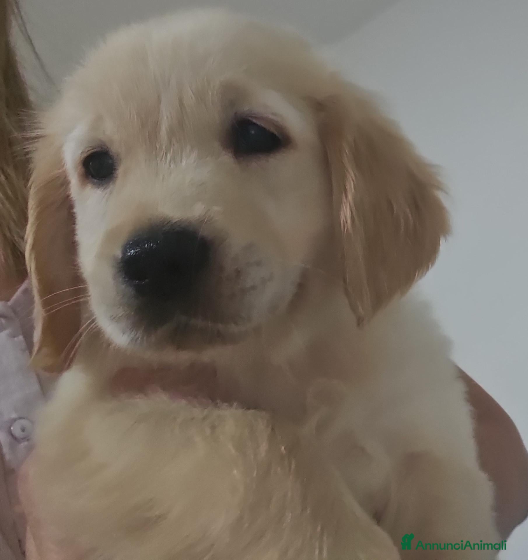 Golden Retriever cani ULTIMI 2 SPLENDIDI CUCCIOLI GOLDEN RETRIEVER  - Annuncio 1