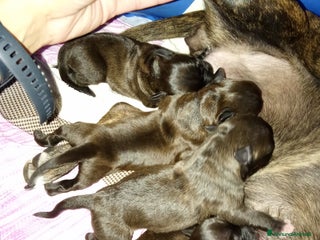 American Staffordshire cani Amstaff - Annuncio 15