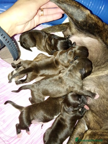 American Staffordshire cani Amstaff - Annuncio 1