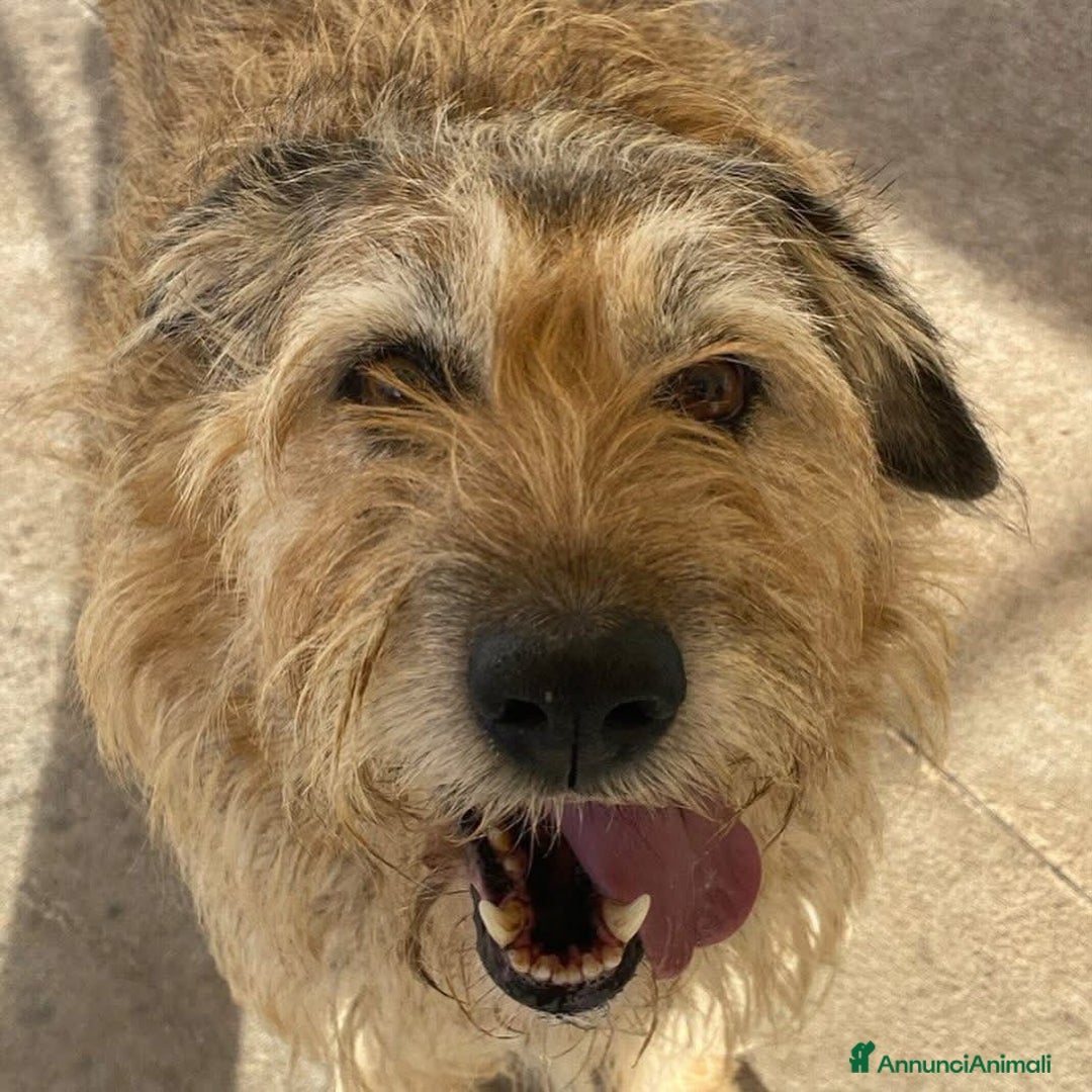 Spinone cani in regalo: REX spinone dolce e coccolone 7 anni cerca casa a Provincia di Latina - Annuncio 5