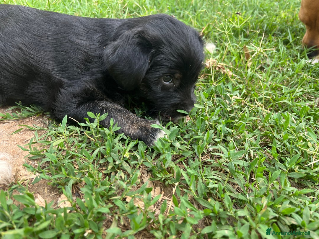 Altre razze cani in regalo: cuccioli incroccio pincher a Provincia di Sassari - Immagine 10