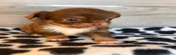 Chihuahua cani in vendita: Cuccioli di chihuahua con pedigree - Annuncio 11