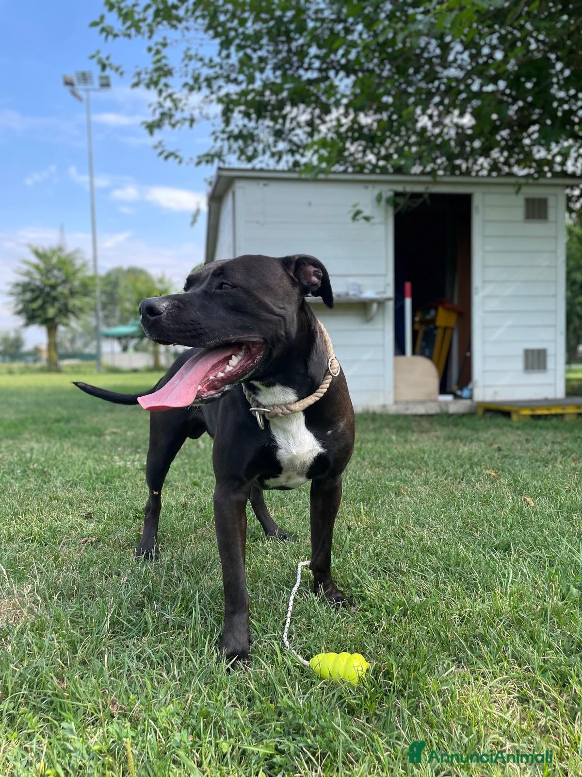 Pitbull cani per accoppiamento: Pitbull da monta  - Annuncio 1