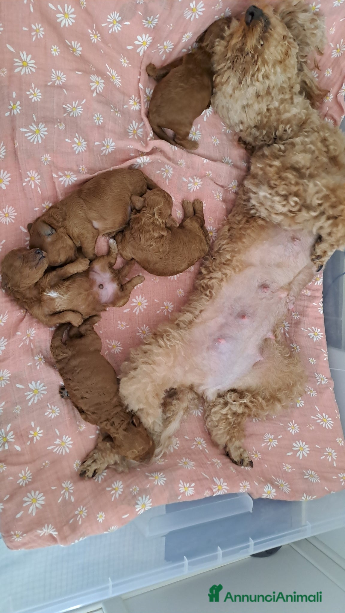 Barboncino cani in vendita: Barboncini  a Provincia di Pisa - Annuncio 5