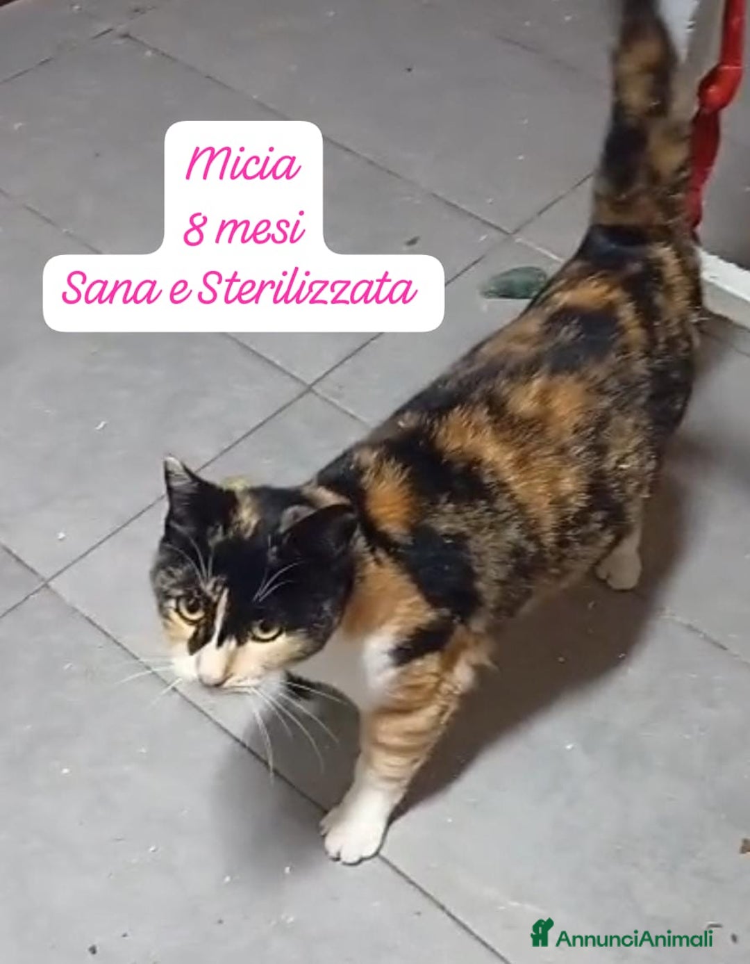 Europeo gatti in regalo: S.o.s. gattini da salvare  - Annuncio 10