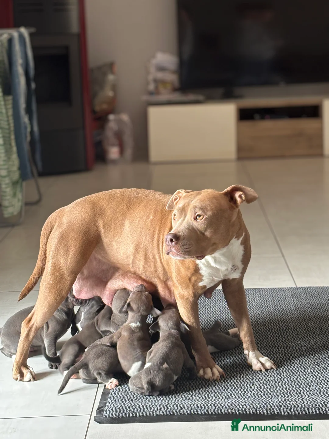 Pitbull cani in vendita: APBT Blue  a Città Metropolitana di Torino - Annuncio 2