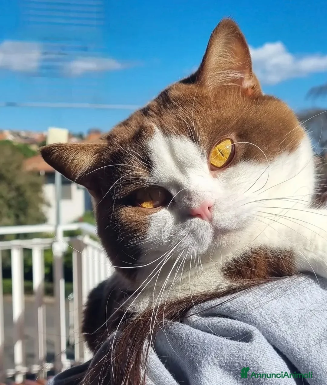 British gatti in vendita: British shorthair  - Annuncio 3