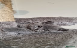 British gatti in vendita: Cucciola di British Shortair Blue a Città Metropolitana di Torino - Immagine 1