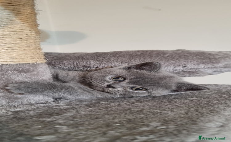 British gatti a Città Metropolitana di Torino - Annuncio 14