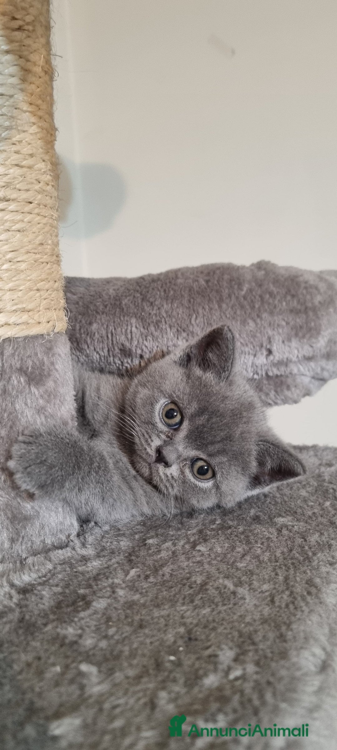 British gatti in vendita: Cucciola di British Shortair Blue a Città Metropolitana di Torino - Immagine 1