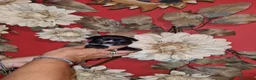 Chihuahua cani in vendita: Cuccioli di chihuahua toy  - Annuncio 3