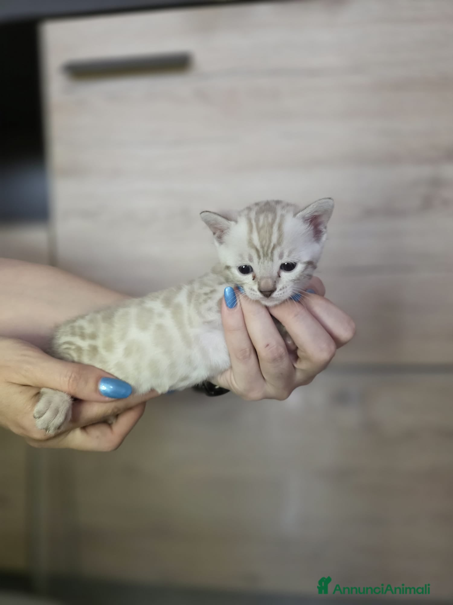 Bengala gatti Cuccioli gatto bengala  - Annuncio 2