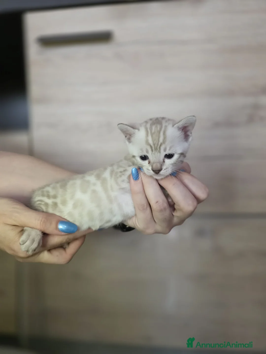 Bengala gatti in vendita: Cuccioli gatto bengala  - Annuncio 1