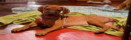 Rhodesian Ridgeback cani in vendita: Cuccioli Rhodesian Ridgeback con Pedigree ENCI - Annuncio 35