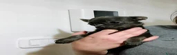 Chihuahua cani in vendita: Chihuahua pedigree ENCI  - Annuncio 5