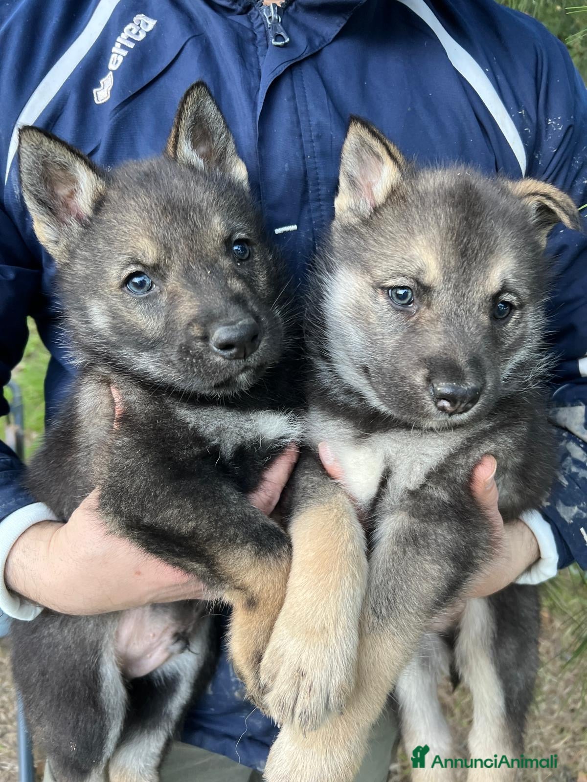 Lupo Cecoslovacco cani Cuccioli cane lupo cecoslovacco  a Provincia di Cosenza - Annuncio 8