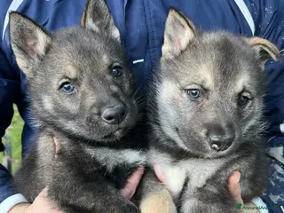 Lupo Cecoslovacco cani Cuccioli cane lupo cecoslovacco a Provincia di Cosenza - Annuncio 8