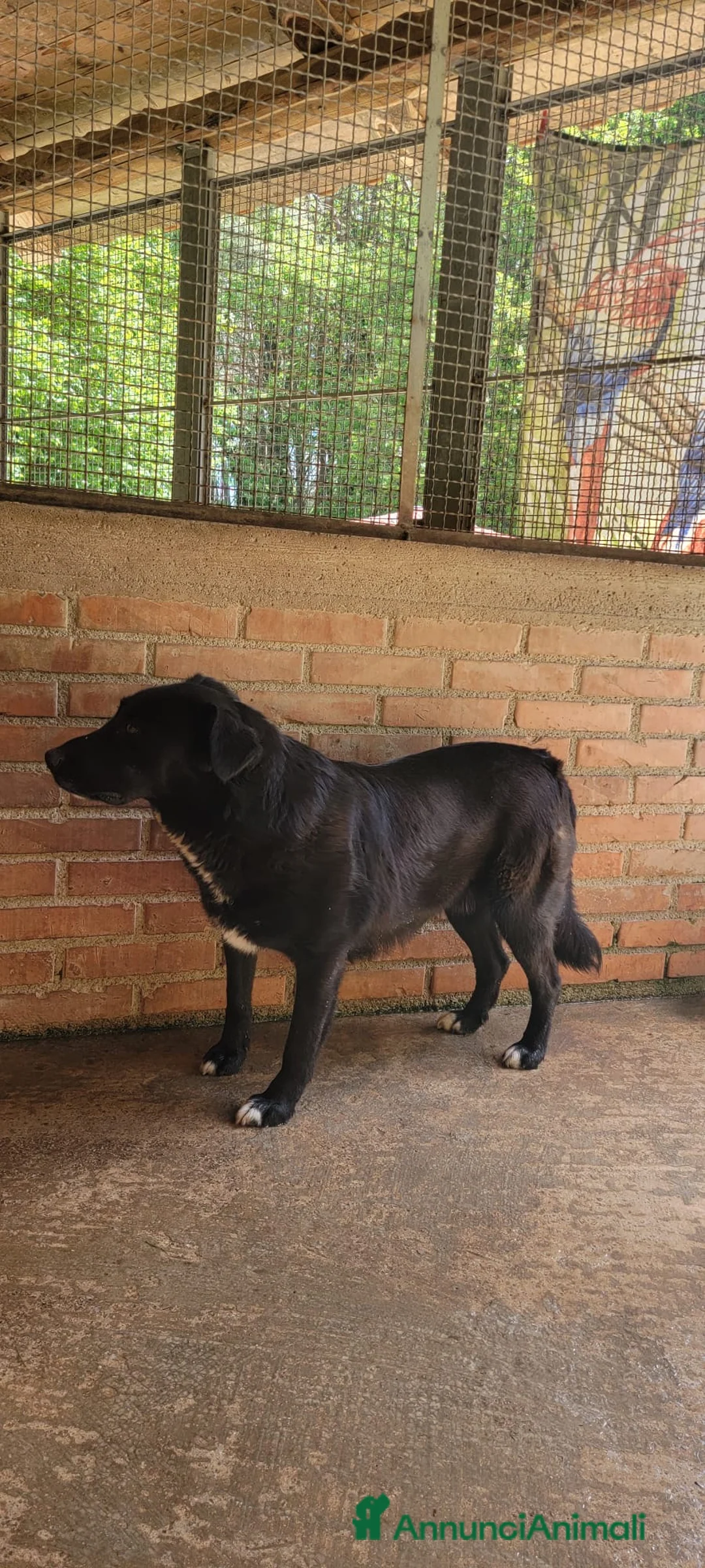 Meticcio cani in regalo: Iaky .. solo perché sono nero? a Città metropolitana di Milano - Annuncio 4