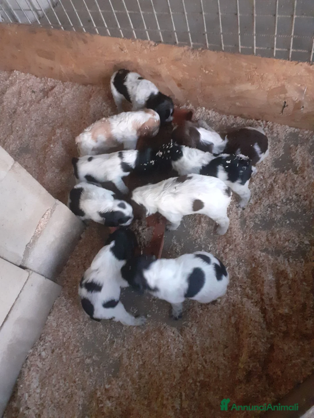 Breton cani in vendita: Cuccioli di Epagneul Breton a Provincia di Perugia - Annuncio 2