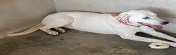 Meticcio cani in regalo: Lulù splendida cagnolina - Annuncio 6