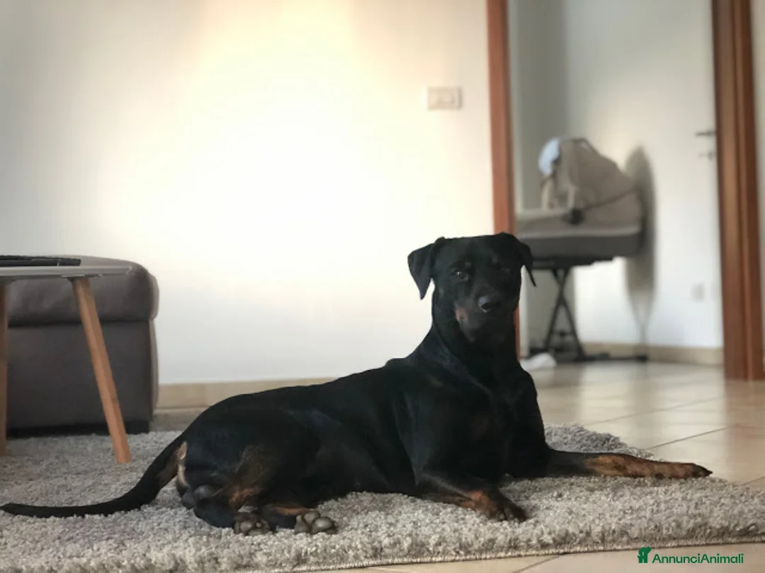 Meticcio cani in regalo: 🐾 ADOZIONE DEL CUORE 🐾 a Provincia di Massa e Carrara - Annuncio 1