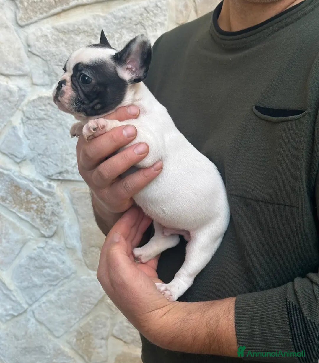 Bulldog Francese cani in vendita: Cucciolo di bulldog francese  - Annuncio 7