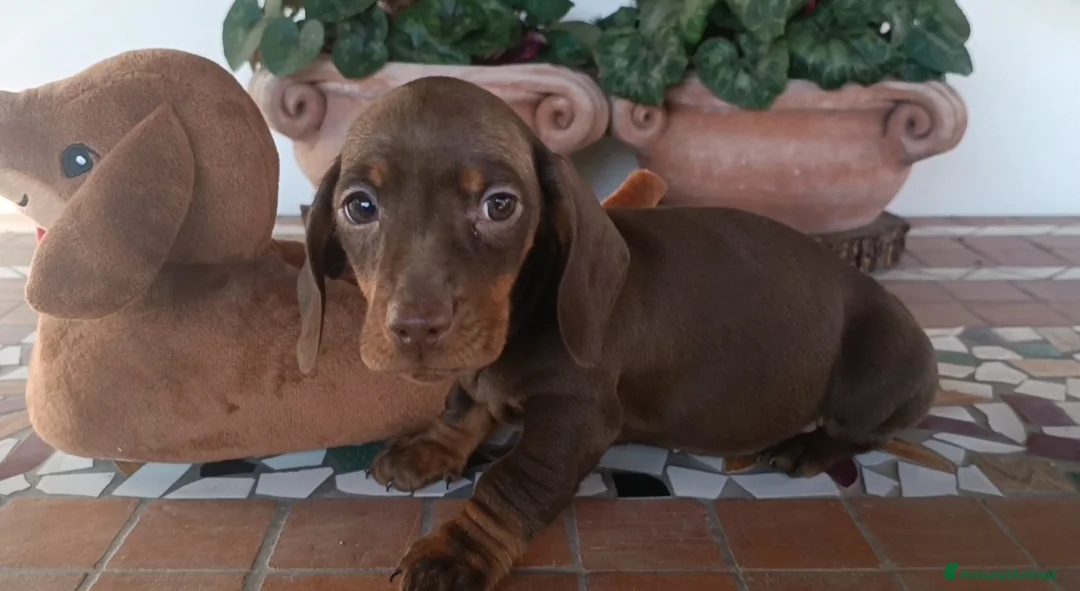 Bassotto cani in vendita: Bassotti con Pedigree Enci - Annuncio 8